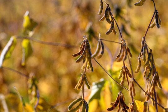 Warm agricultural scene, Backlit soybean stalks and pods with moody bokeh effect, Warm rimlit soybean plants highlighting delicate pods and dried leaves in soft focus scene