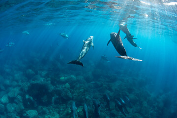 Wild dolphins swimming in the sunlight