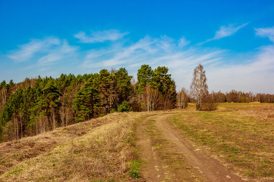Winding dirt road curves through a sunlit meadow beside a dense pine forest under a bright blue sky in early spring