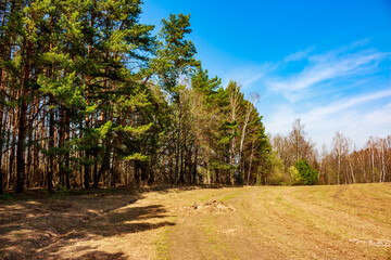 Fototapeta premium Lush green pine forest meets a sunny, open field with a dirt track under a bright blue spring sky