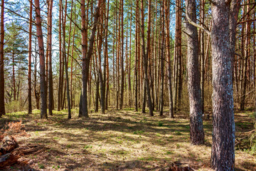 Dense pine forest interior with tall, straight trunks illuminated by dappled sunlight filtering through the canopy, suggesting early spring awakening