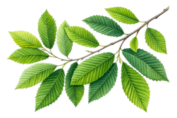 Detailed botanical rendering of a branch with vibrant green leaves, perfect for nature themes, educational materials, and organic branding.