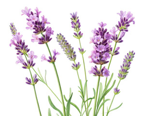 Naklejka premium Delicate watercolor sprigs of purple lavender flowers and green stems on a plain backdrop, ideal for wellness products, spa promotions, or botanical themes.