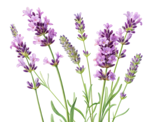 Delicate watercolor sprigs of purple lavender flowers and green stems on a plain backdrop, ideal for wellness products, spa promotions, or botanical themes.