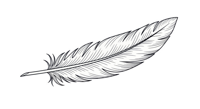 Intricate Line Drawing of a Feather with Detailed Barbs and Quill for Artistic Illustration