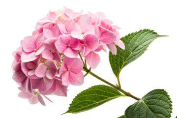 Delicate pink hydrangea flower with lush green leaves, perfect for spring floral arrangements, greeting cards, and naturethemed designs.