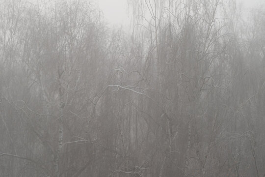 Fog blurs birch trunks into abstraction where fine twigs create intricate patterns, highkey monochrome palette emphasizes texture and graphic organic forms for backgrounds