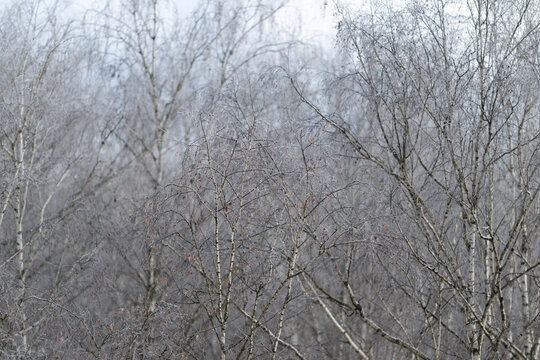 Misty woods with shimmering branches, Frosted birch trunks in foggy woodland landscape, Silent birch trees draped in frost amid misty forest setting with shimmering foliage