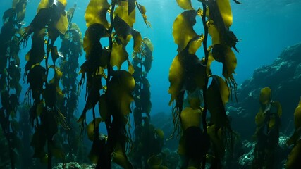 Swaying kelp forest under ocean sunlight. Seaweed canopy drifts with current. Underwater marine habitat around rocky reef. Blue water glows with shafts of sunlight and kelp. Calm kelp motion soothes.