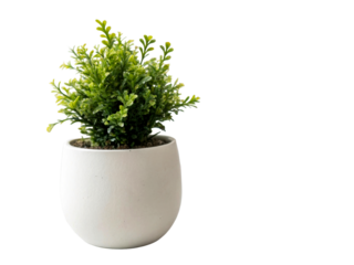 Small lush green potted plant in a simple white ceramic planter, perfect for home decor, office spaces, and modern interior styling arrangements.