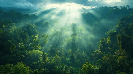 Obraz premium Tropical Forest Canopy with Sunlight Rays and Lush Vegetation
