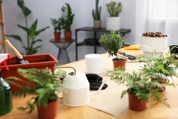 Transplanting houseplant. Pots with plants, soil and gardening tools on wooden table indoors