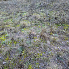Dry grass tufts and green moss cover a natural meadow floor, showing seasonal contrast and rich ground textures in a wild grassland setting. 4k 24 frames motion blur