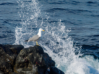 Yellow-legged Gull standing on volcanic rocks with crashing waves