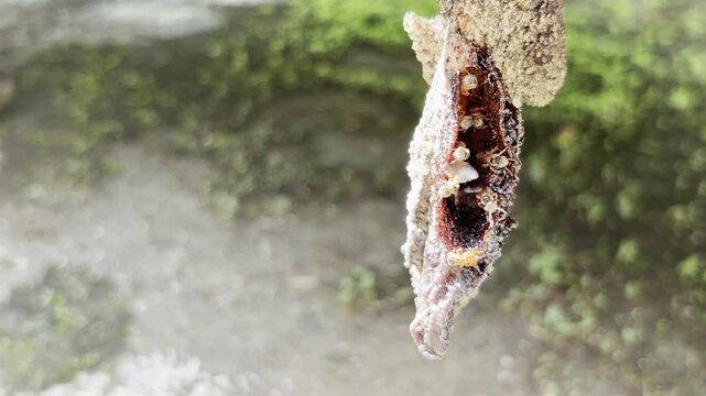 A macro video of stingless bees going in and out