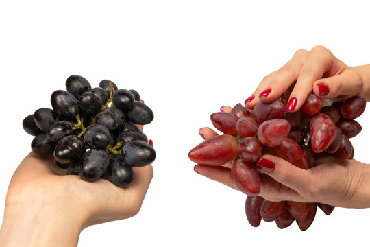 A sprig of red grapes in woman hands isolated on a white background.