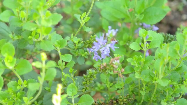 Veronica prostrata in the garden