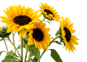 Group of vibrant sunflowers with deep brown centers and bright yellow petals arranged in a bouquet against a plain backdrop, ideal for summer or nature themes.