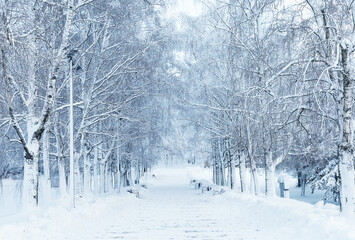 A snow-covered path among tree branches in a winter park. An atmospheric winter landscape with snow-covered trees.
