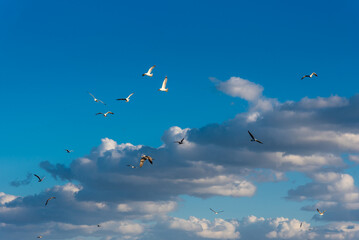 Seabirds in the coastal waters of the Mediterranean city of Mehdia, Tunisia