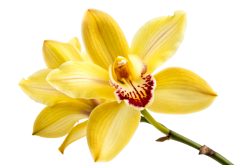 Vibrant yellow cymbidium orchid flower with dark red center and green stem ideal for tropical spa wellness marketing or elegant floral decorations for summer weddings