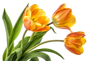 Vibrant orange and yellow tulips with lush green leaves presented against a plain background, perfect for floral design, springtime promotions, and greeting cards.