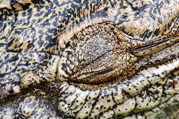 Naklejka premium close up of crocodile skin with closed eyes