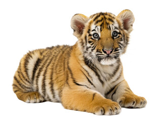 Fototapeta premium Adorable tiger cub resting and looking intently at the camera, perfect for wildlife conservation awareness and zoo marketing materials