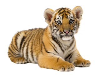 Adorable tiger cub resting and looking intently at the camera, perfect for wildlife conservation awareness and zoo marketing materials