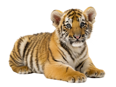 Adorable tiger cub resting and looking intently at the camera, perfect for wildlife conservation awareness and zoo marketing materials