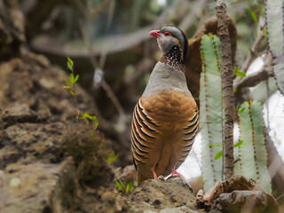 Red-legged partridge perched on a rocky slope in Tenerife
