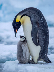 Emperor penguin with fluffy chick standing on ice snow antarctica cold winter family care protection warmth bird wildlife nature parenting survival flightless cute baby grey down feathers close up 