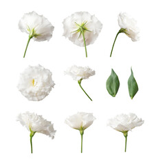 Cut-out white flowers and green eustoma leaves on transparent background. PNG objects for design,...