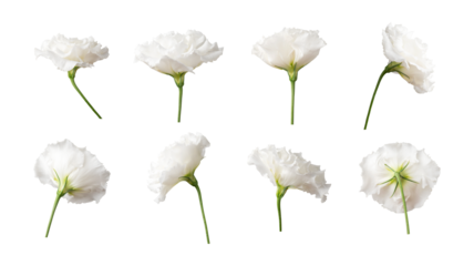 Cut-out white flowers eustoma on transparent background. PNG objects for design, postcards, invitation layouts, March 8th, collages, wedding compositions, mockup. With clipping path. Flower collection