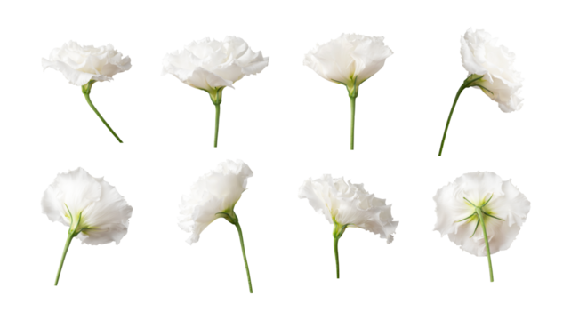 Cut-out white flowers eustoma on transparent background. PNG objects for design, postcards, invitation layouts, March 8th, collages, wedding compositions, mockup. With clipping path. Flower collection - Powered by Adobe