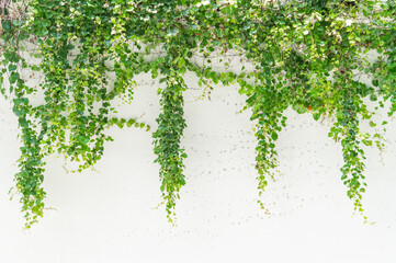 Lush green ivy is growing and covering granite white wall with neighborhood houses