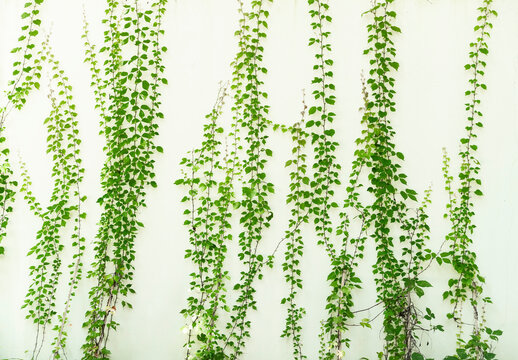 Lush green ivy is growing and covering granite white wall with neighborhood houses