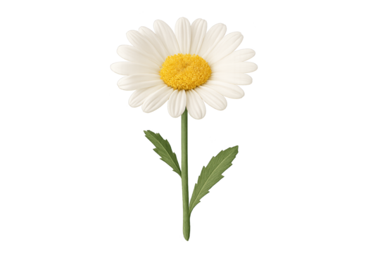 White daisy with yellow center on green stem