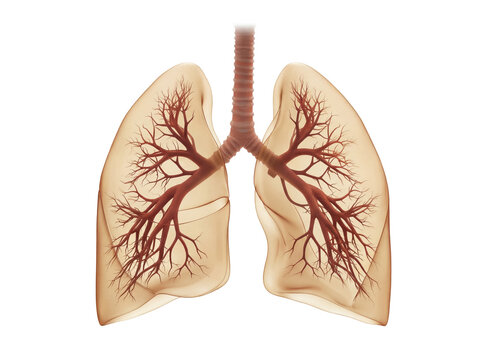 Human lungs with trachea isolated PNG, detailed anatomical organ with bronchioles for medical education and healthcare design on transparent background