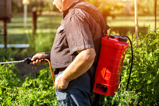A male summer resident with a red modern sprayer treats tomatoes in the summer to stimulate growth and fruiting. Copy space for text, industry