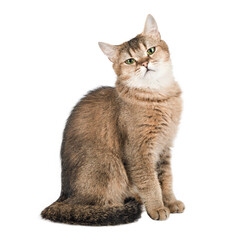 Cute brown cat with green eyes isolated on white background