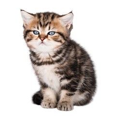 Cute little brown kitten with blue eyes isolated on white background