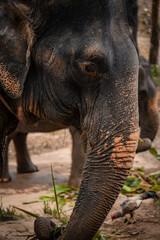 Elephant in Thailand 