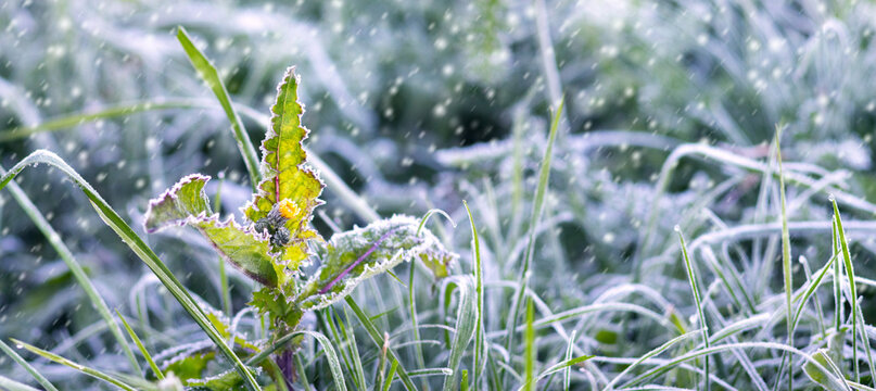 Macro photography of a bright green plant standing among grass covered with frost and water drops against the background of light snowfall creating a cold, frosty and fresh nature background - Powered by Adobe