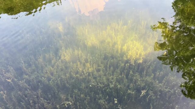 Underwater Aquatic Plants and Vegetation in Clear Natural Water with Sunlight