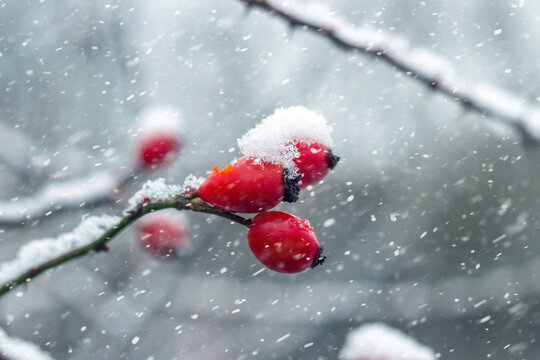 Macro photography of a rosehip branch covered with fresh snow with bright red berries against the background of snowfall and blurred winter branches creating a festive and colorful winter background