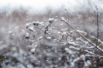 Macro photography of a dry field plant covered with a cap of fresh snow against the background of heavy snowfall and a blurred winter landscape creating a frosty, cold and calm winter background