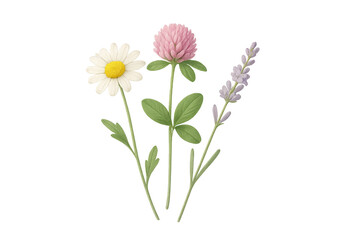 Three wildflowers: white daisy, pink clover bloom, and purple lavender