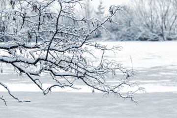 branch covered with fresh snow hanging over a completely frozen and snow-covered reservoir creating a frosty, cold and calm winter background