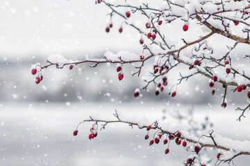 branch with red berries covered with fresh snow against the background of heavy snowfall and a...